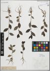 Foto von Salix myrsinifolia Salisb.